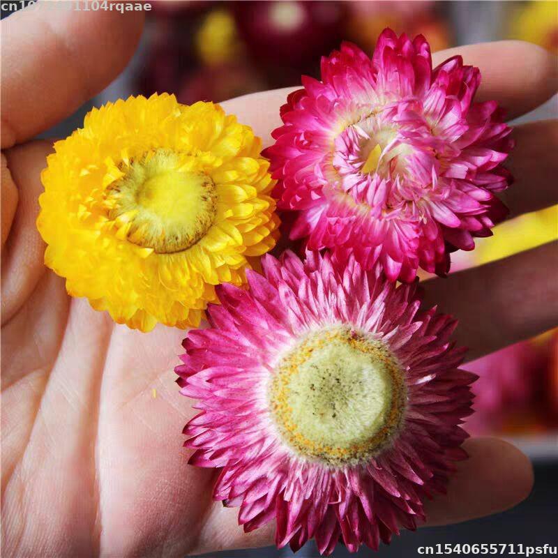 100% Natural Dried Flowers Bra - Soap Making Material Wholesale บทวิจารณ์และราคา